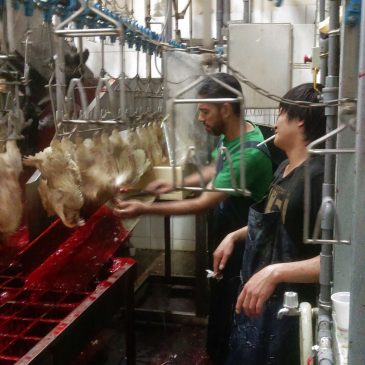 黎凡特台灣清真肉品的品質標準
