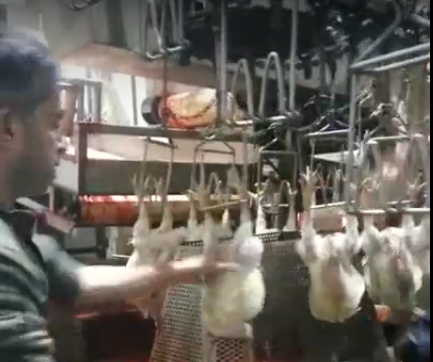 Bagaimana Proses Penyembelihan Ayam di Levant Daging Halal Taiwan?